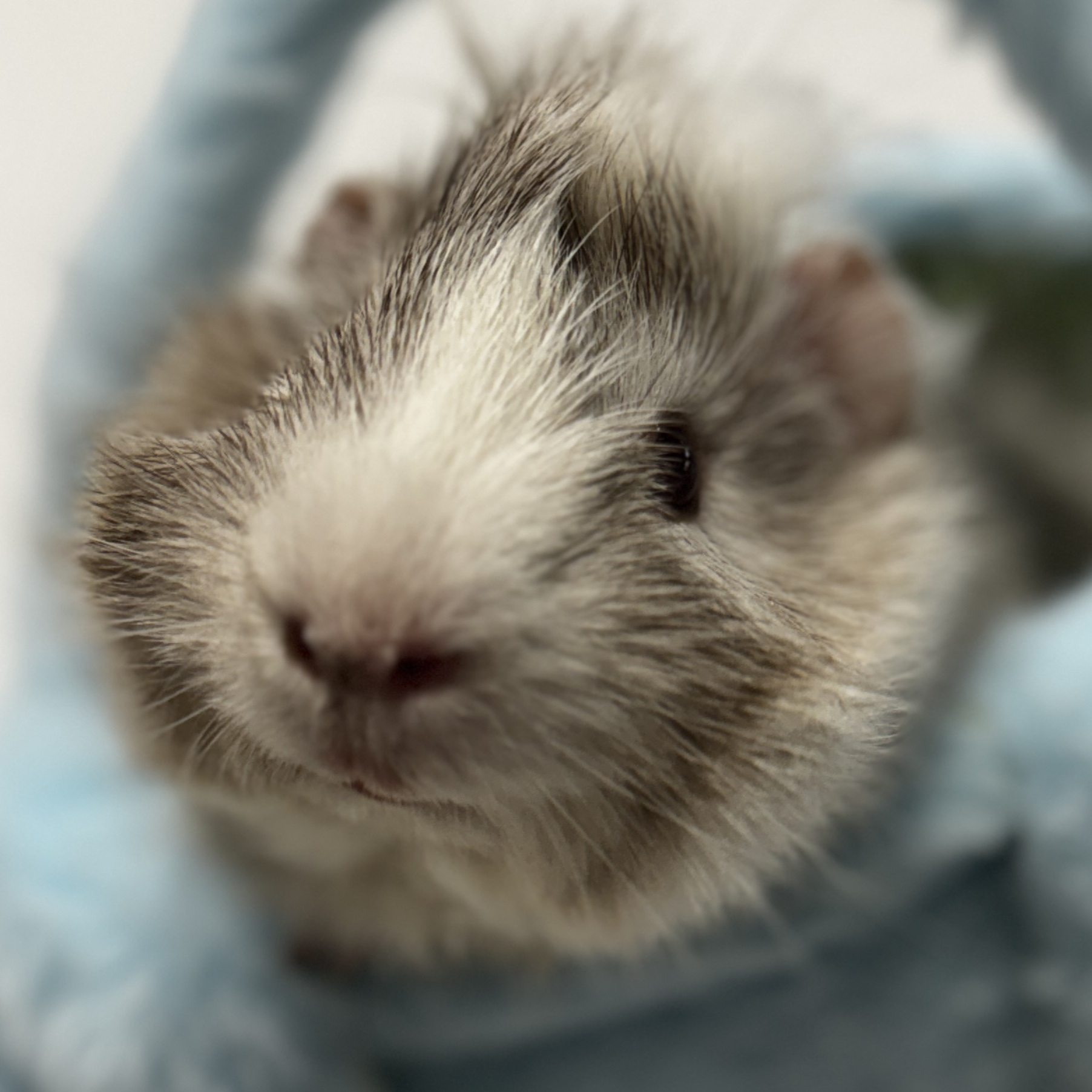 Gus