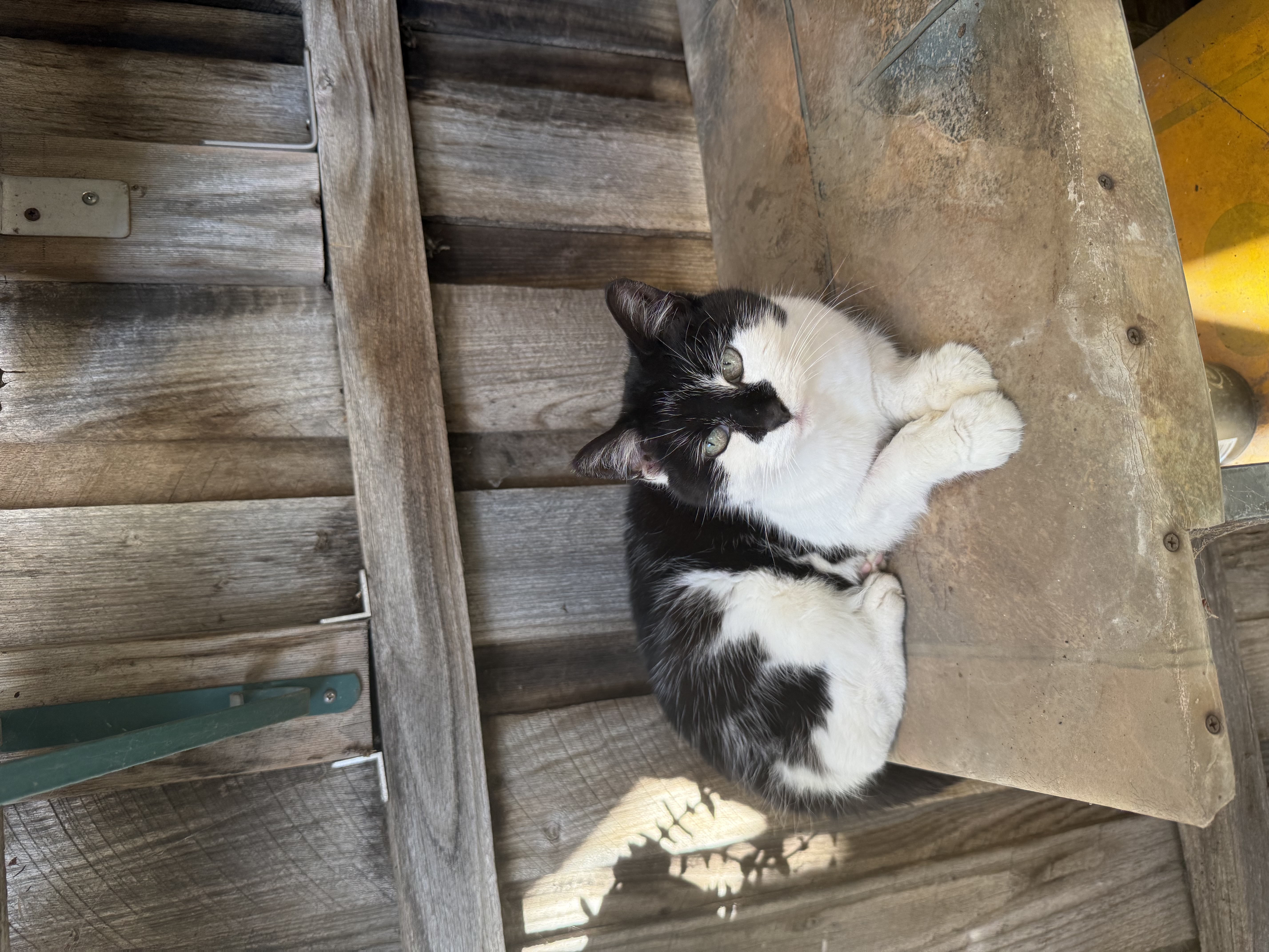 image-12