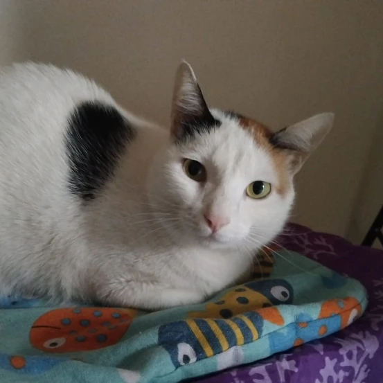 Kiki 