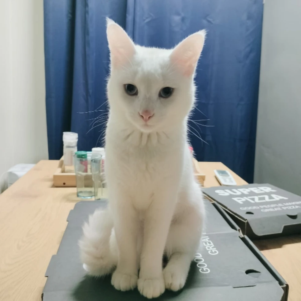Kokonut 
