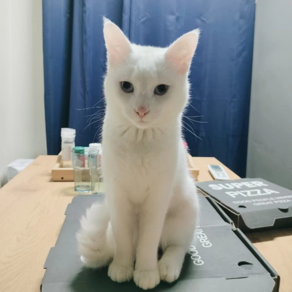 Kokonut