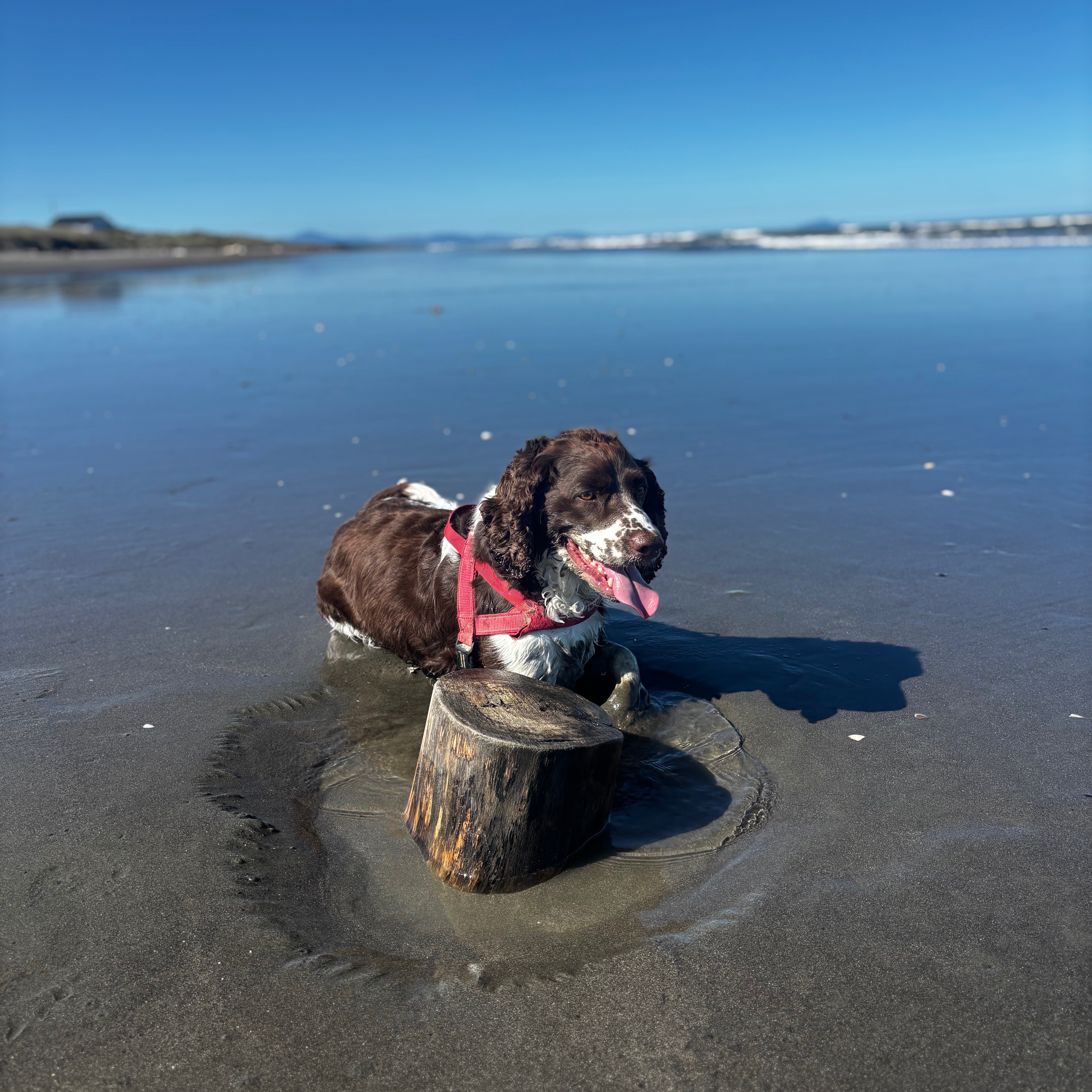 Odin