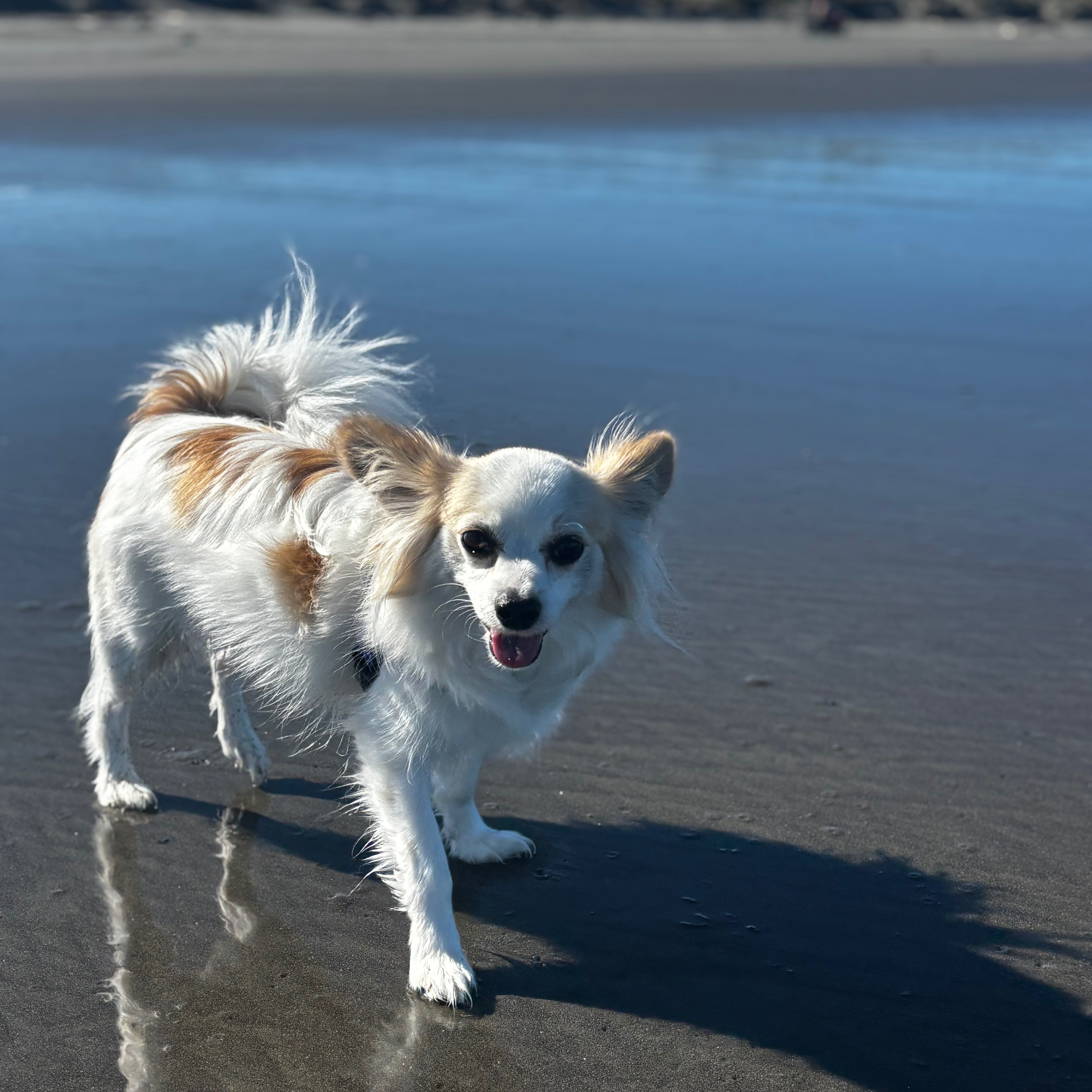 Rollo