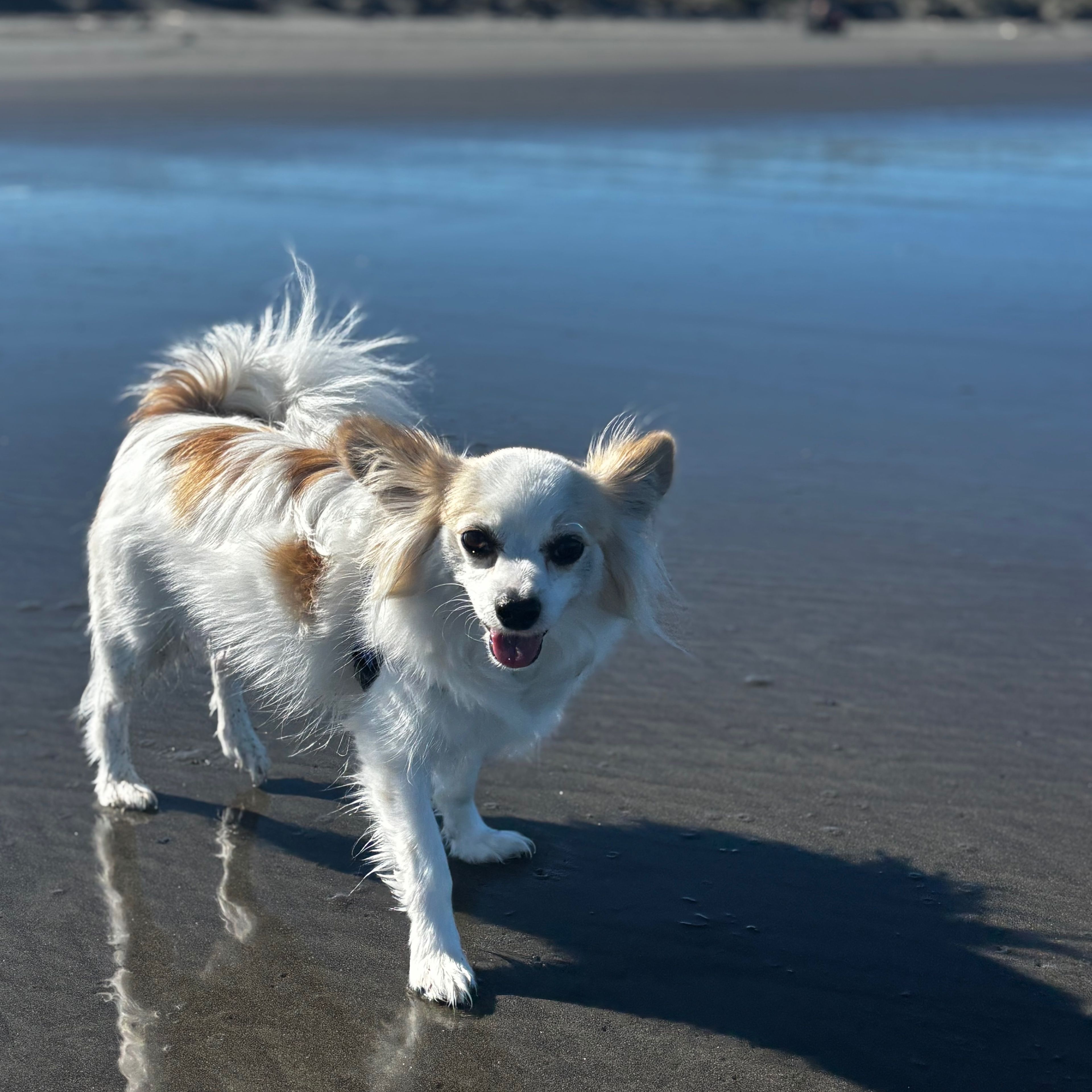 Rollo