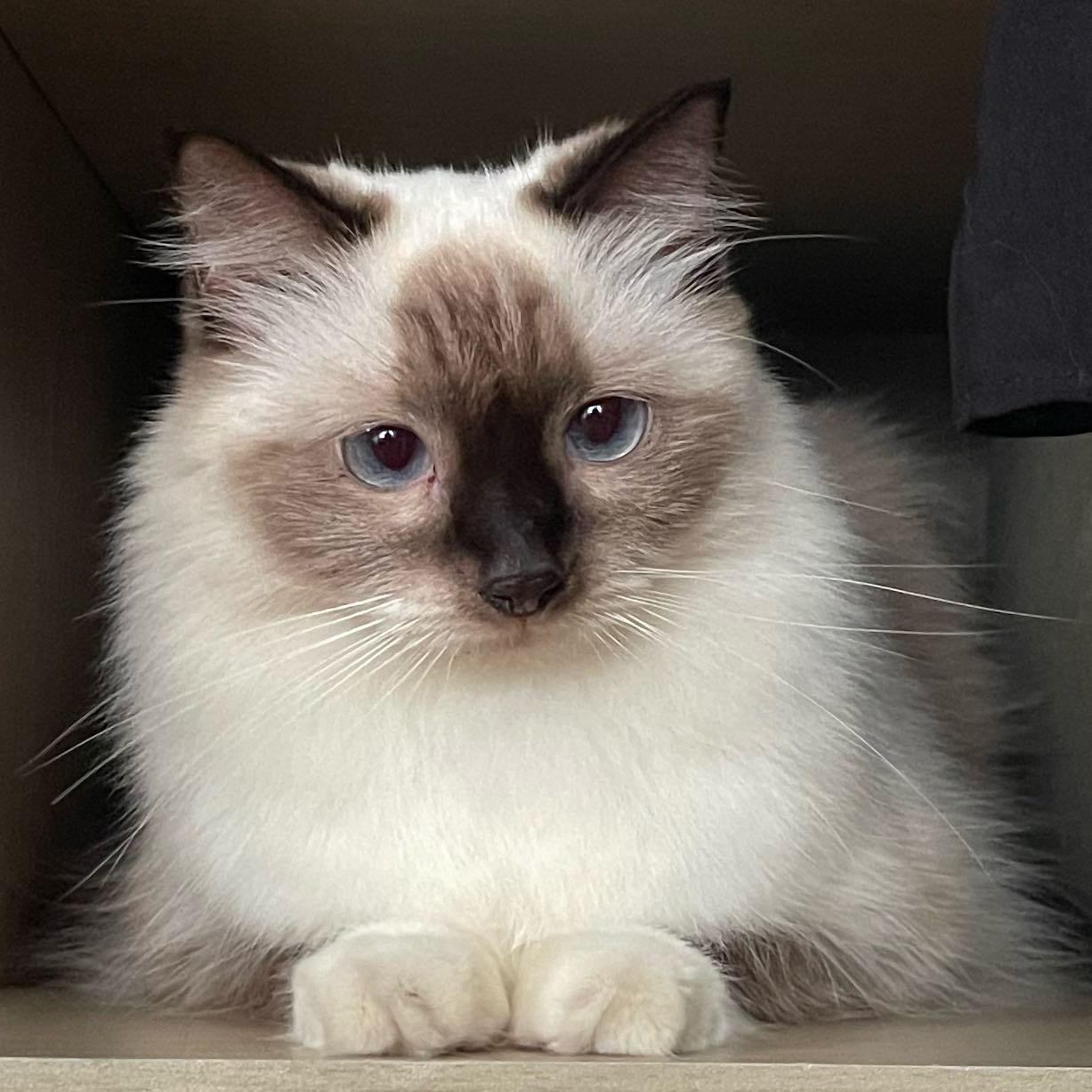 Duchess