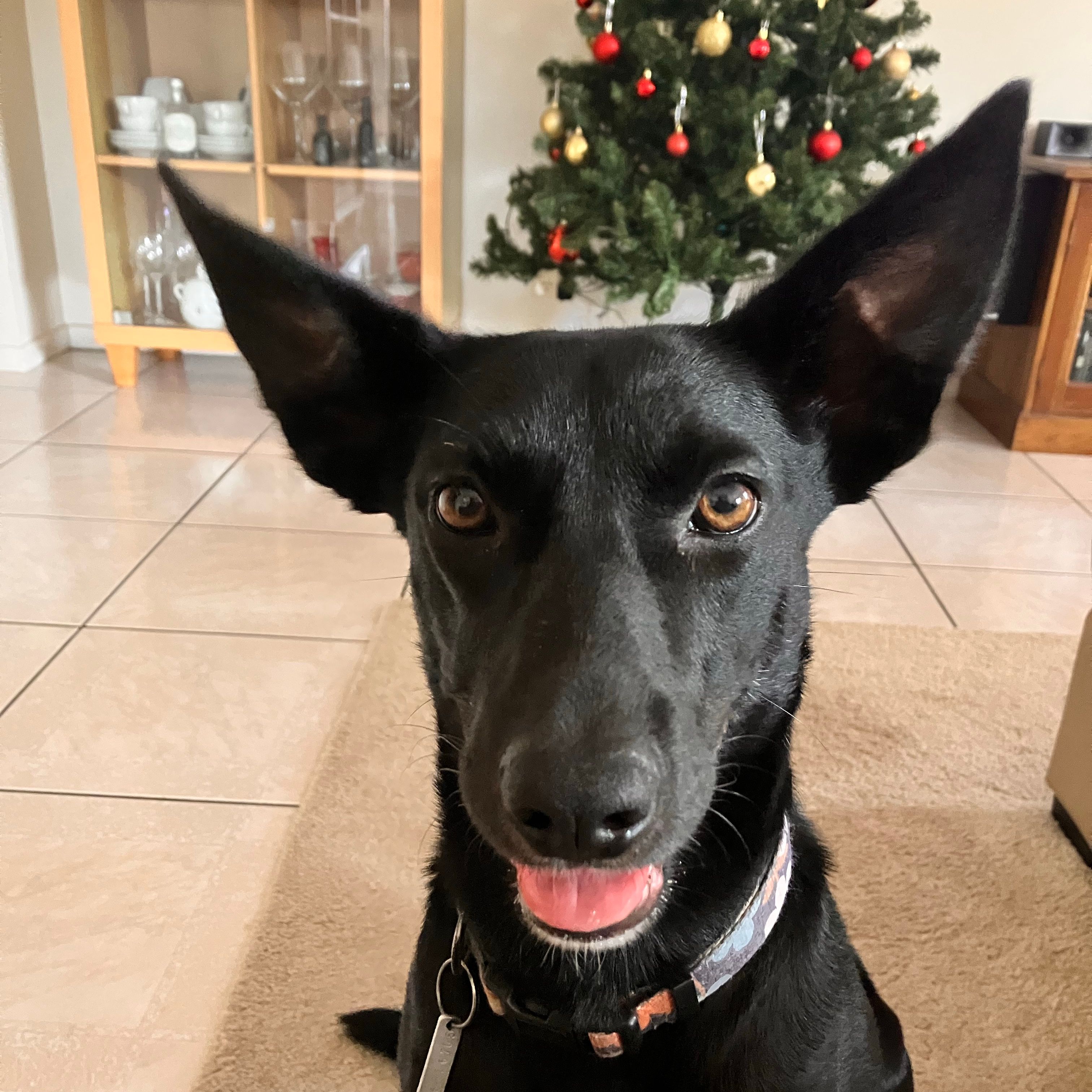 Diva