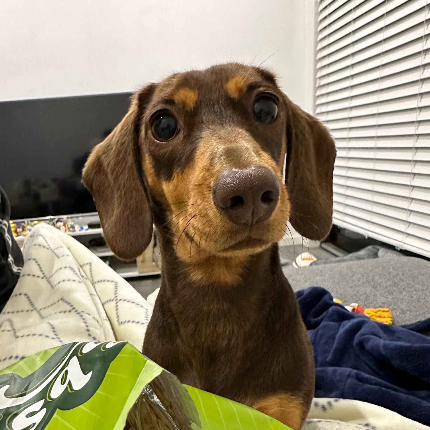 Chorizo