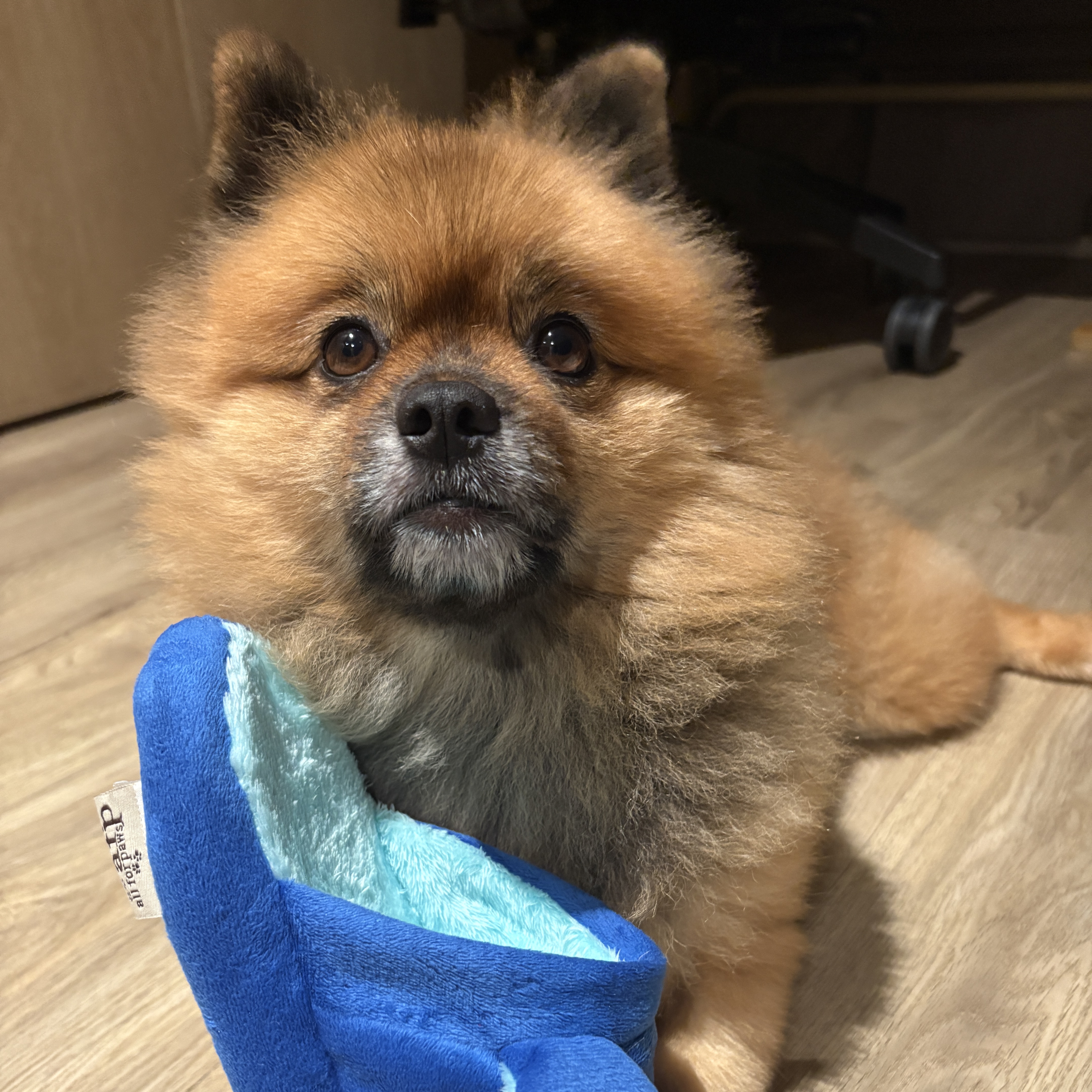 Chewie