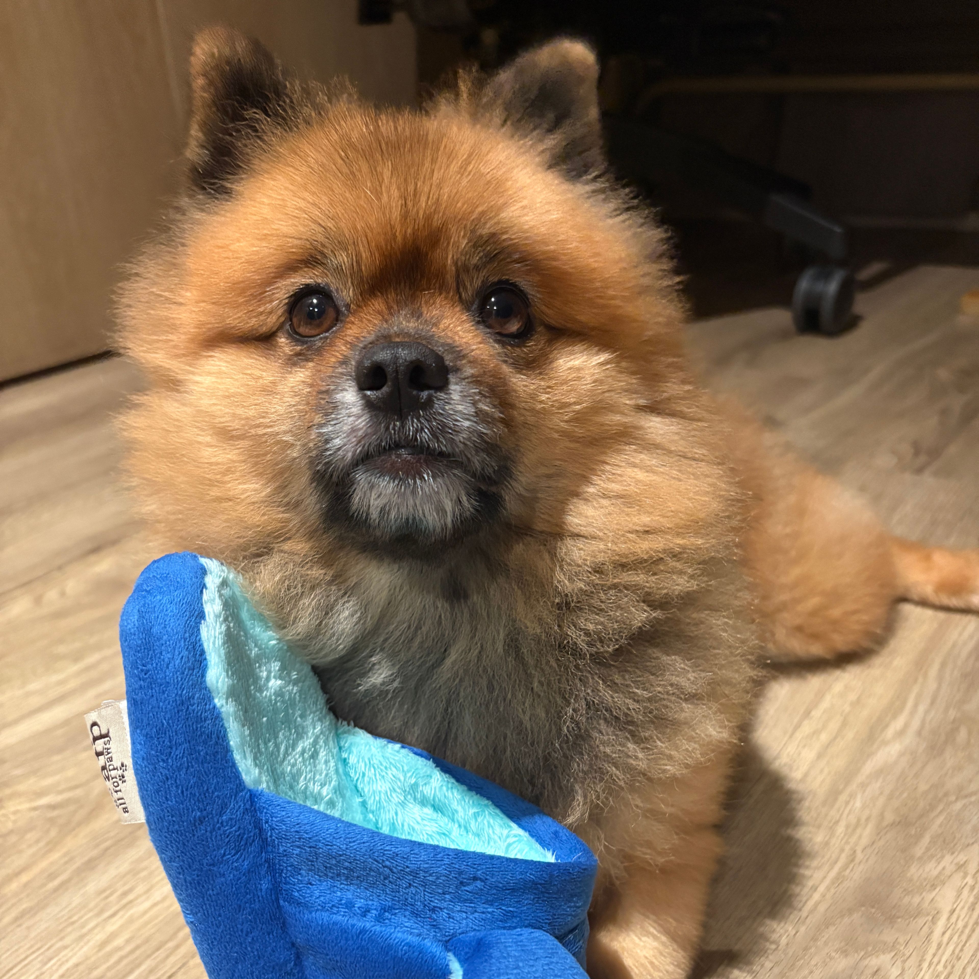 Chewie