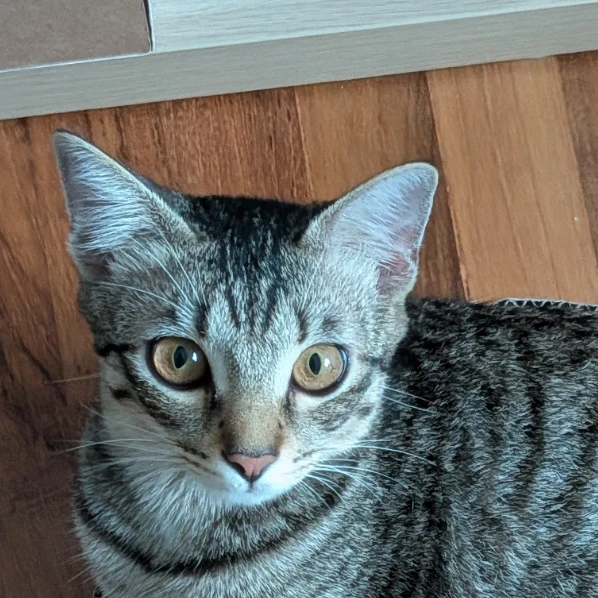 Ayla
