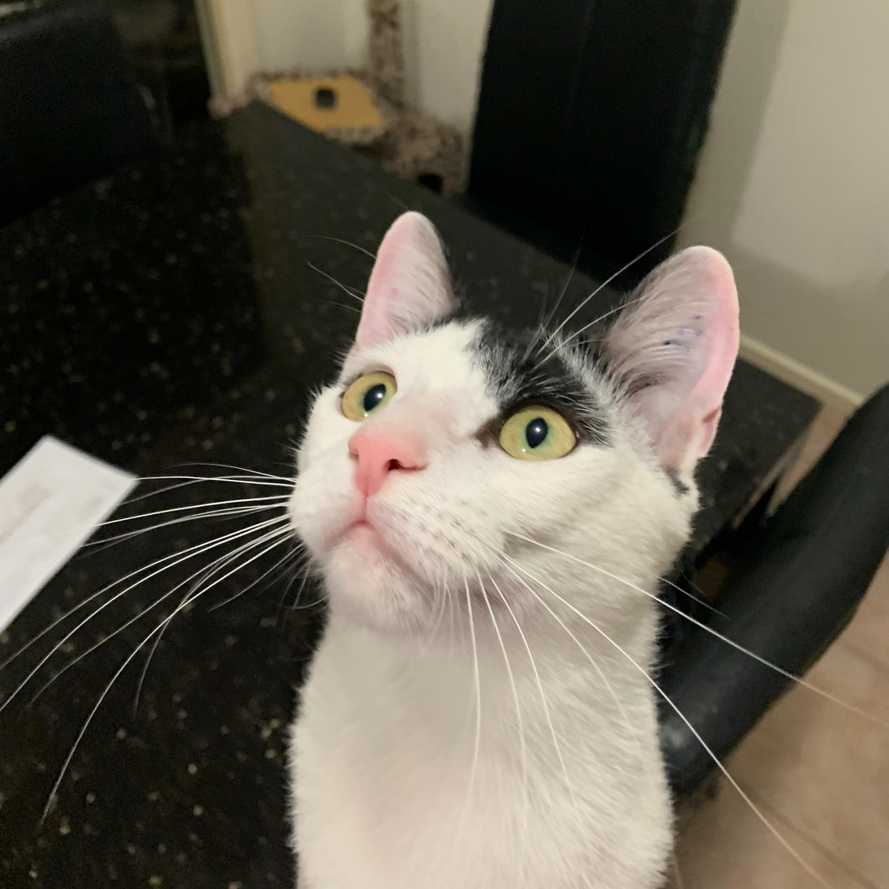Oreo
