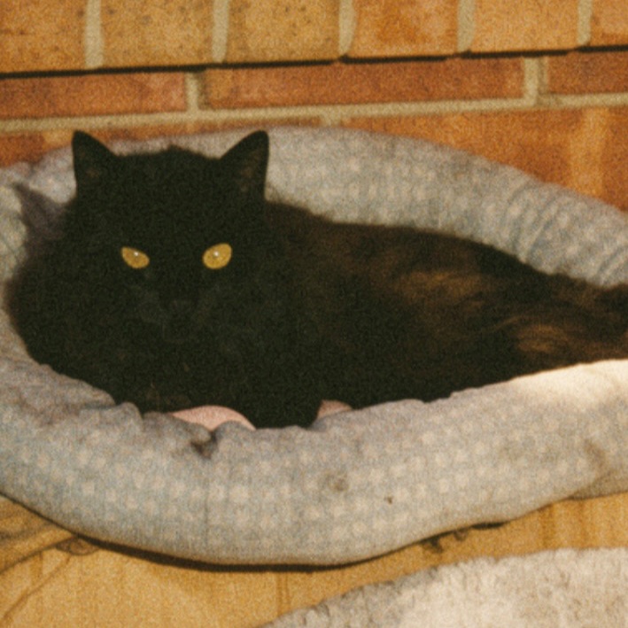 dewey
