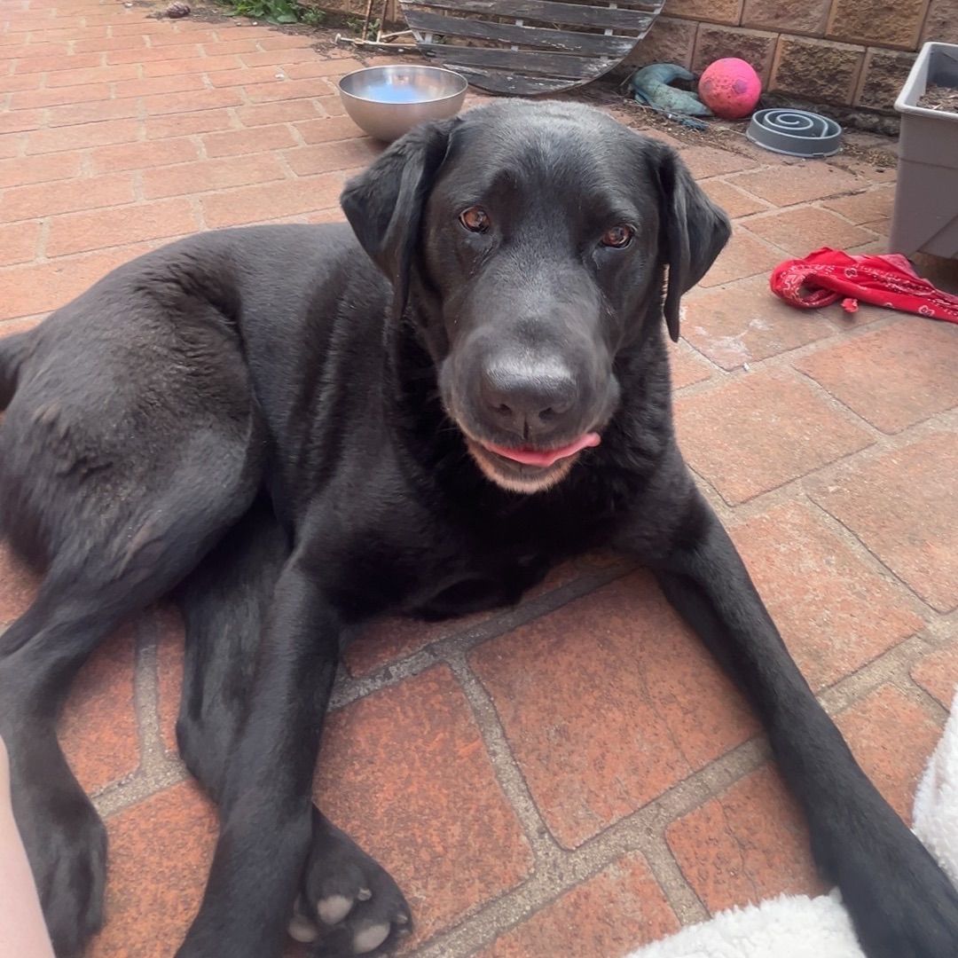 hugo