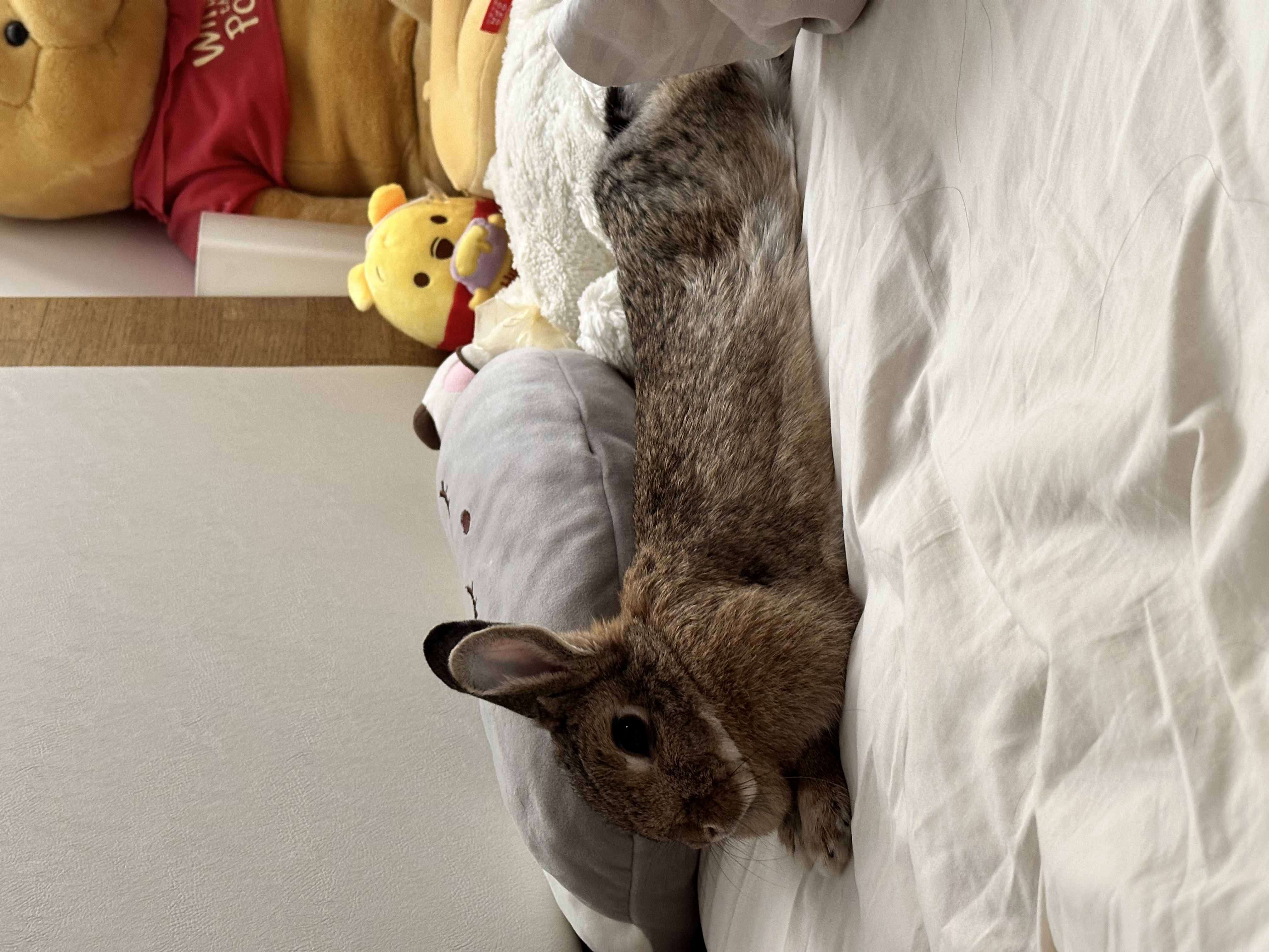image-5
