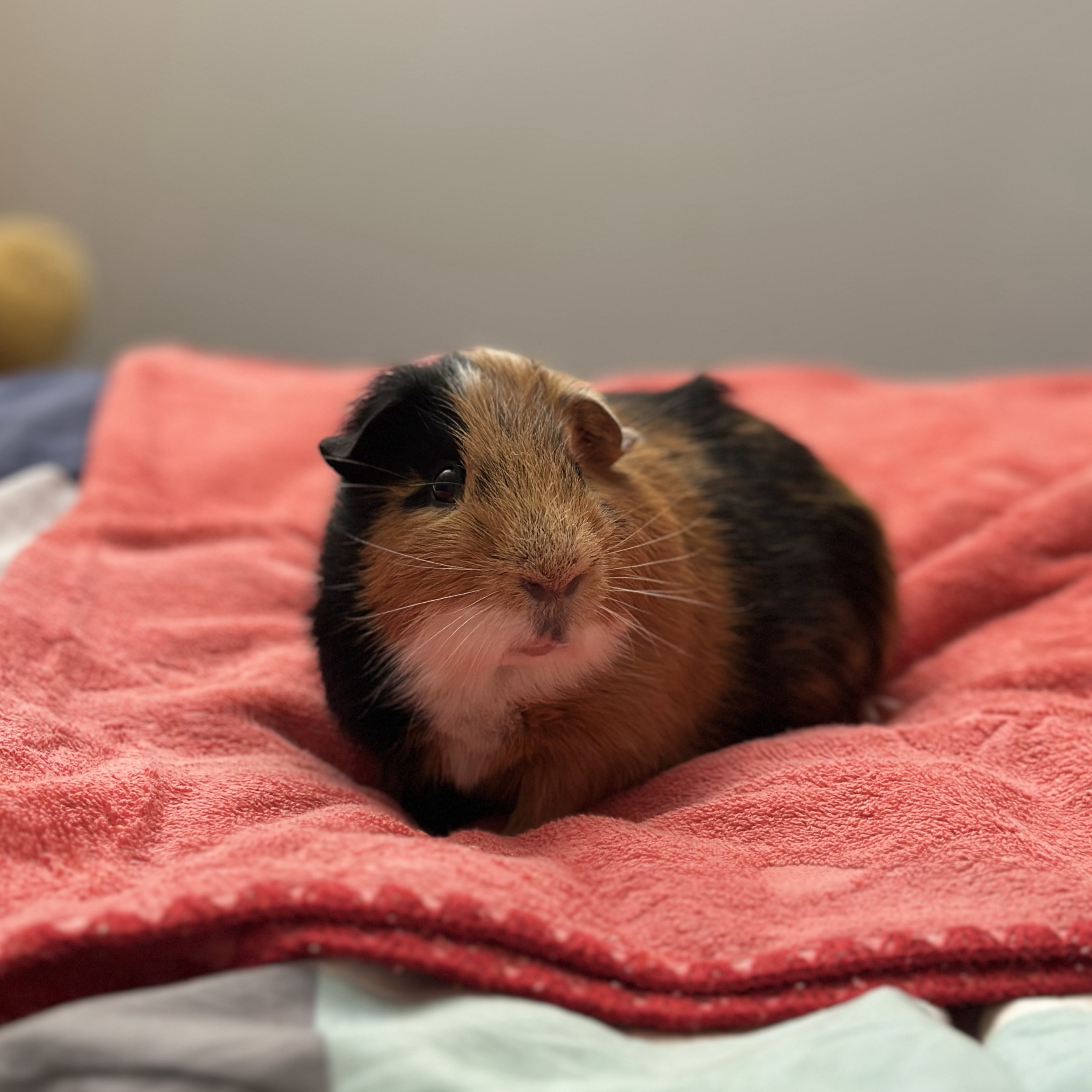 Brownie