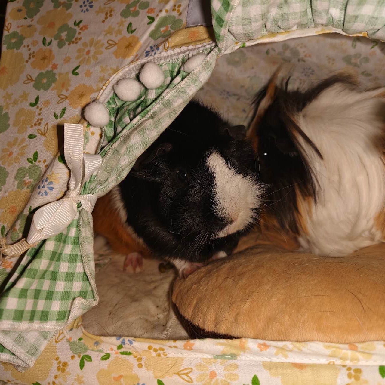 popcorn