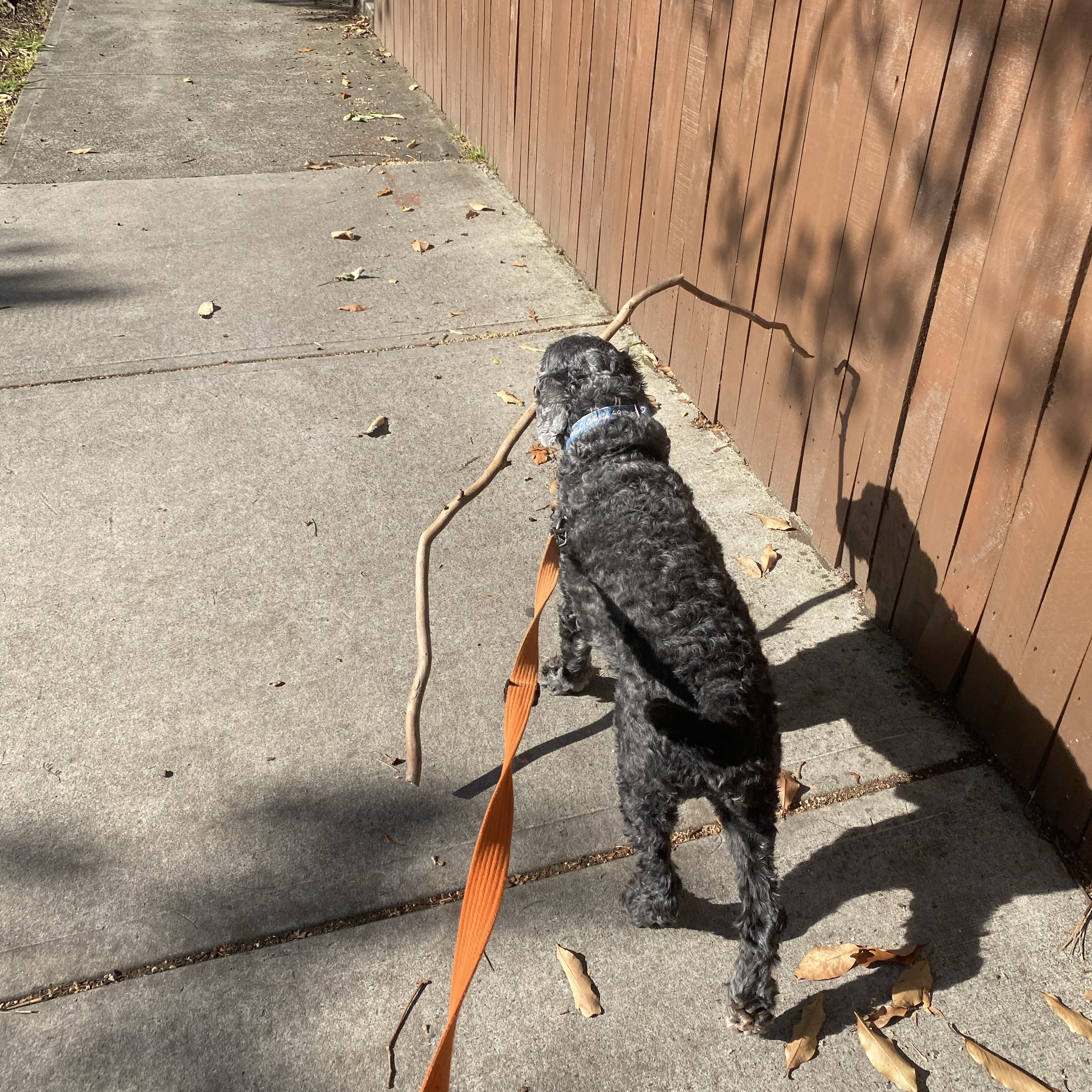 Milo