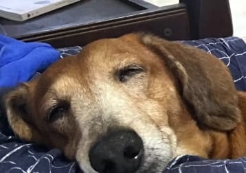 Kitto (Rested in 2022 🌈🤍)