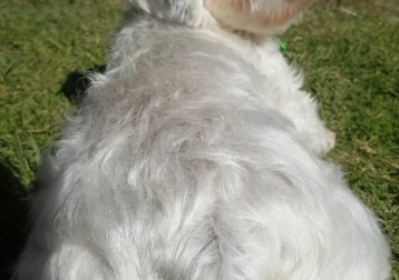 Oscar