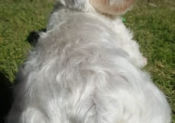 Oscar