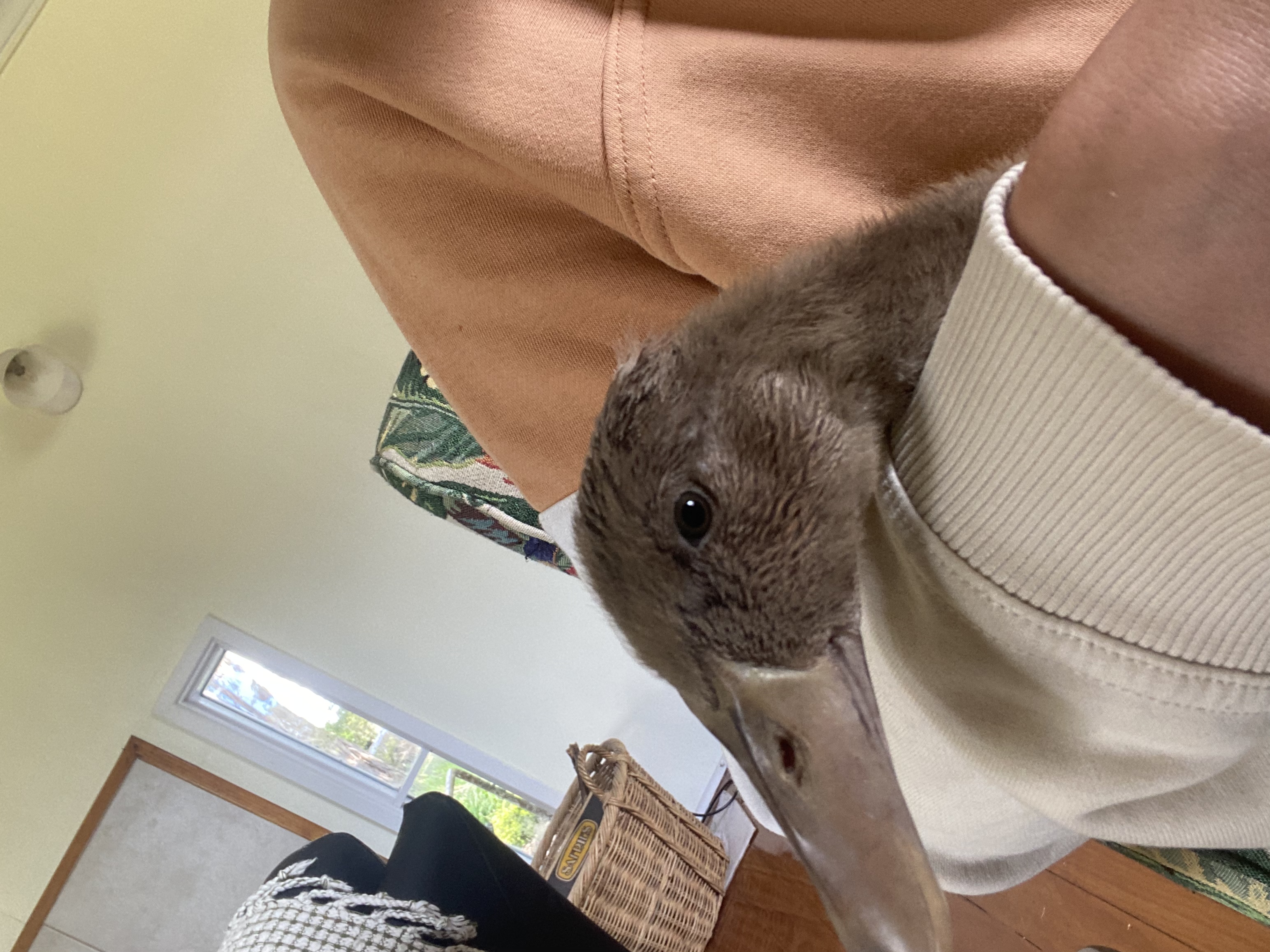 image-7