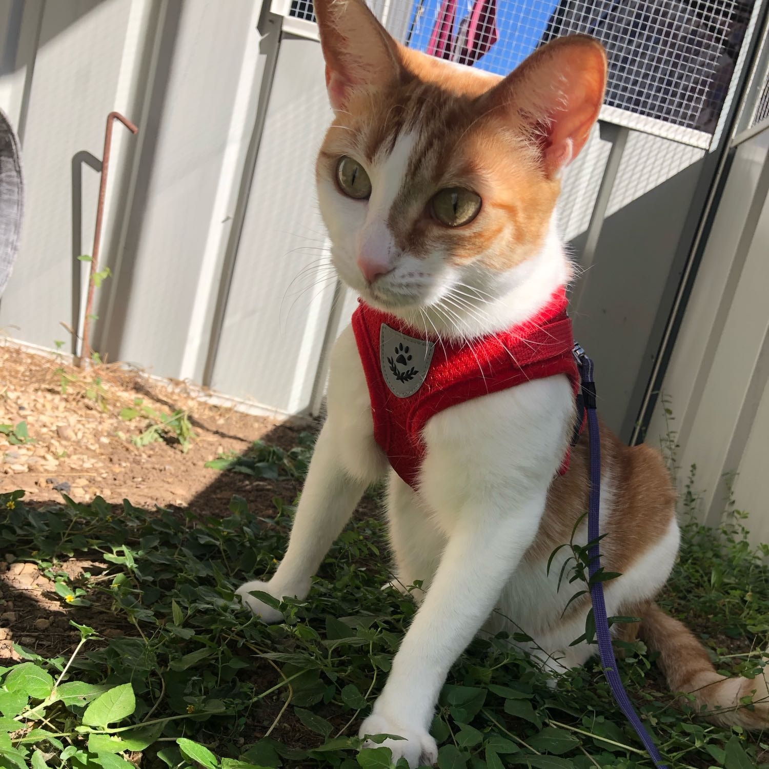 Miso