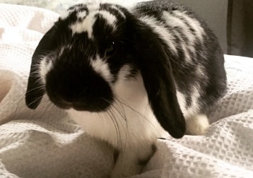 Pepito