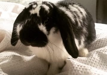 Pepito