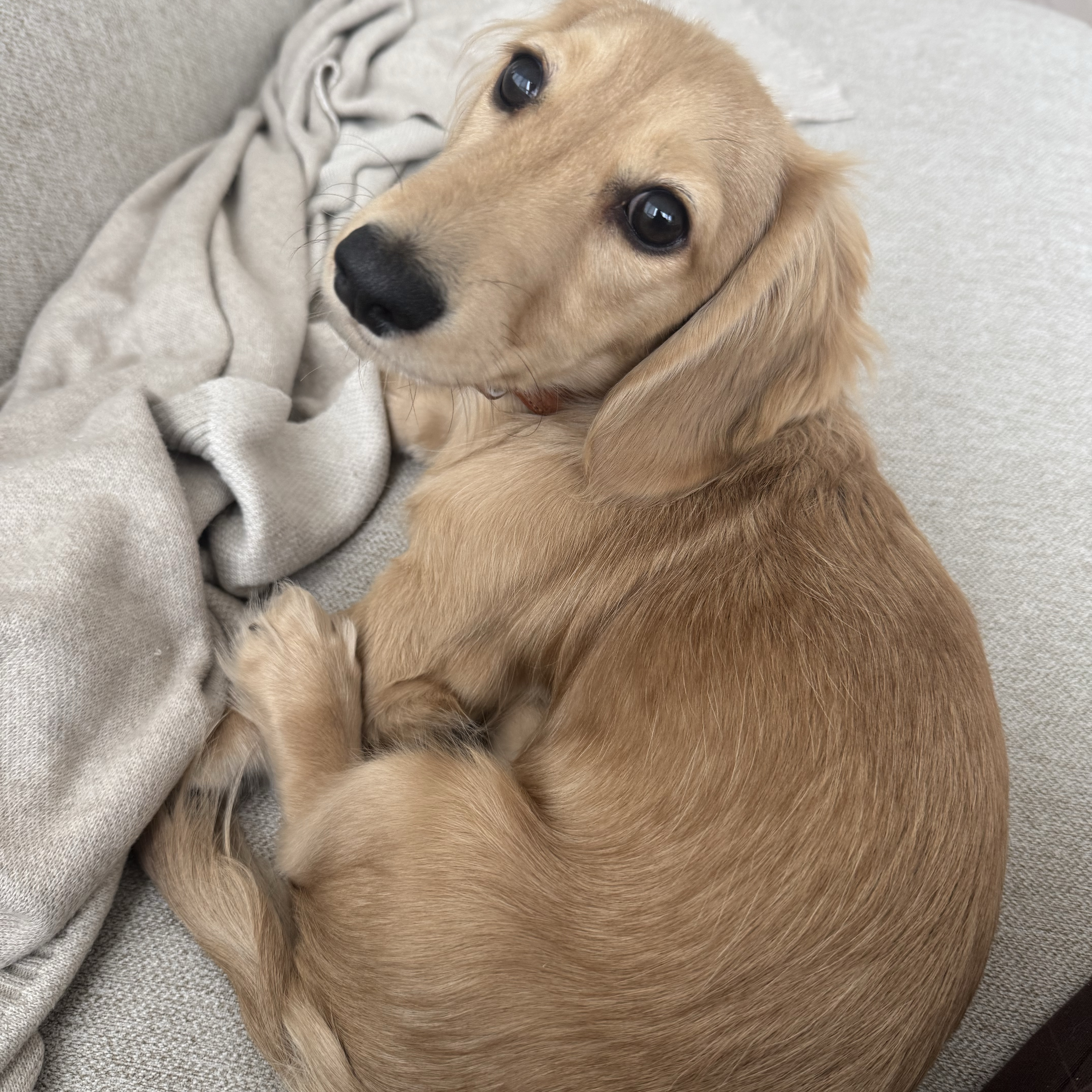 Milo