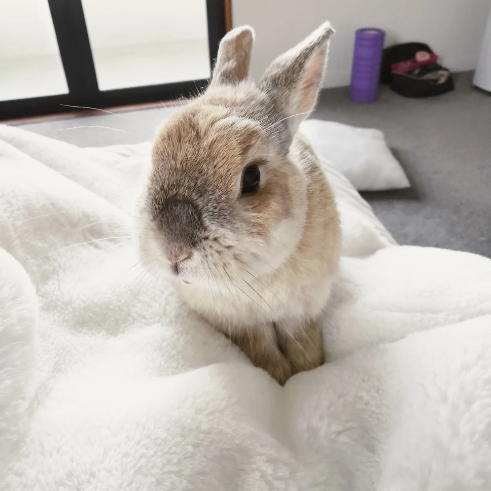 Chico