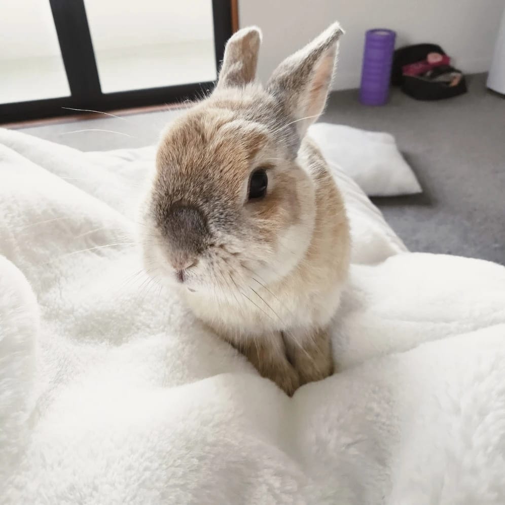 Chico