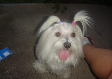 Lanie 