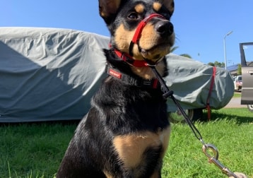 Tasha