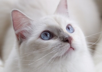 Elsa