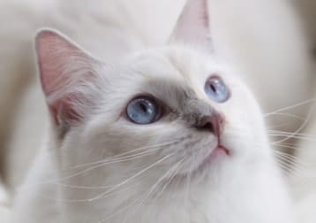 Elsa