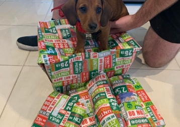 Frankie