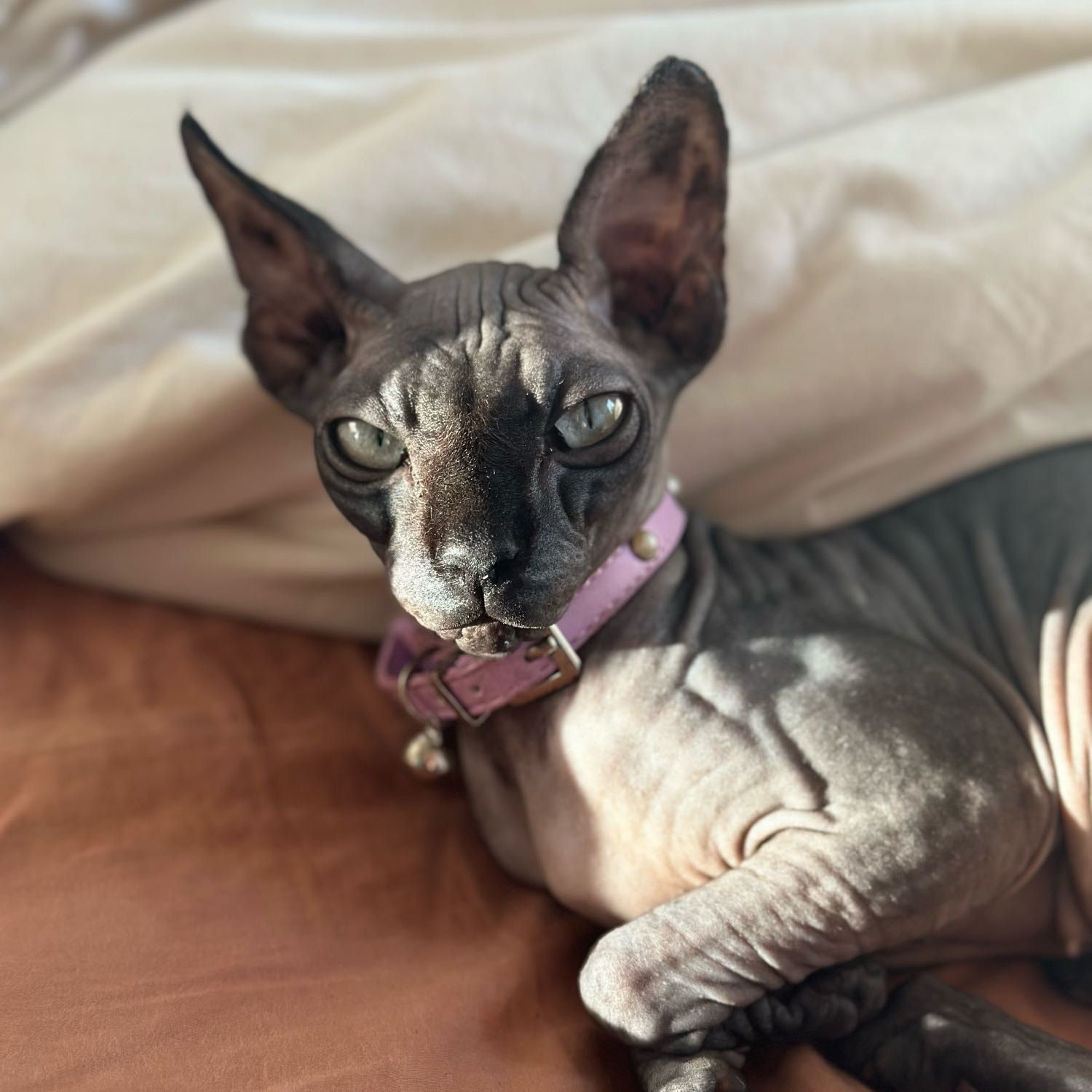 Mochi