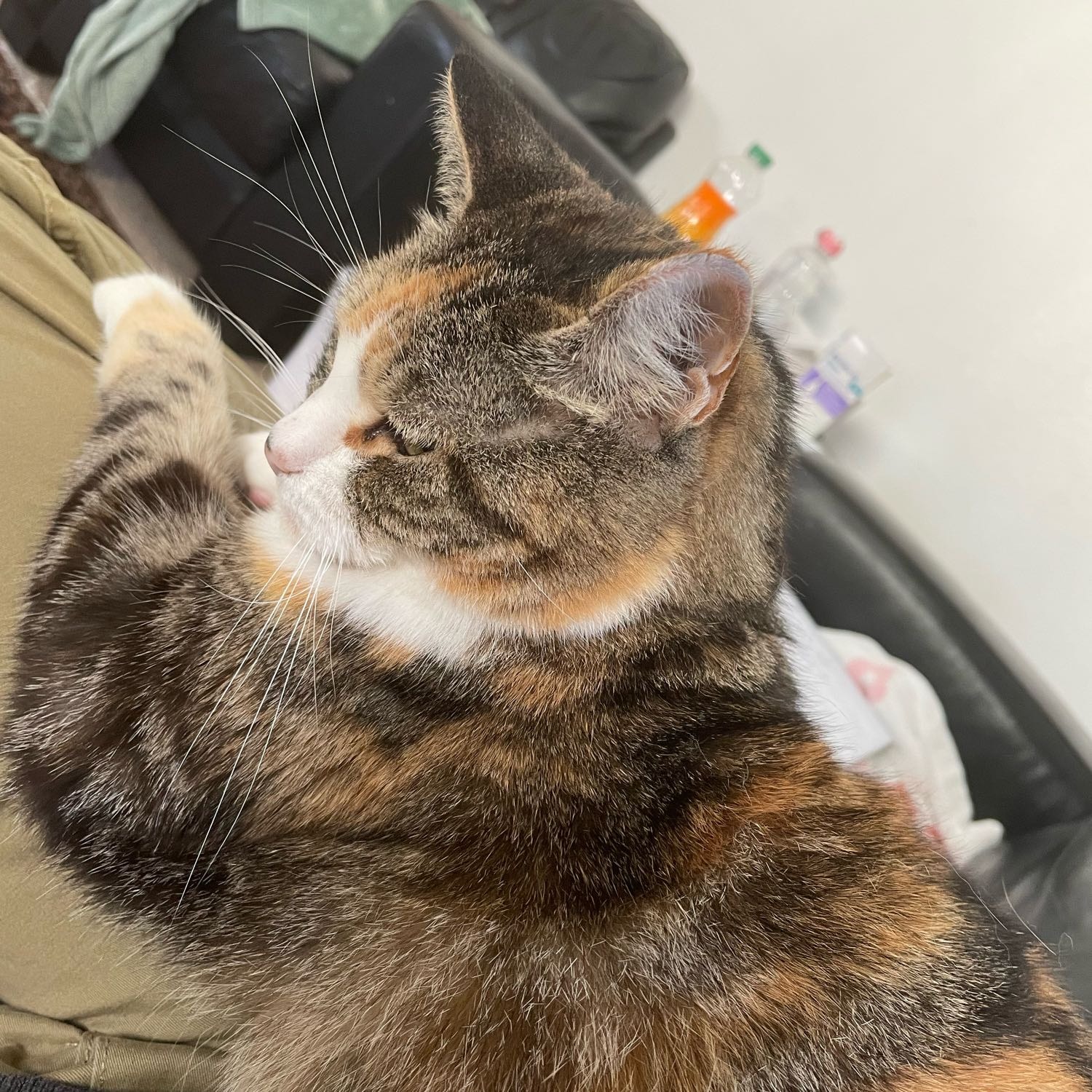 Kitsen