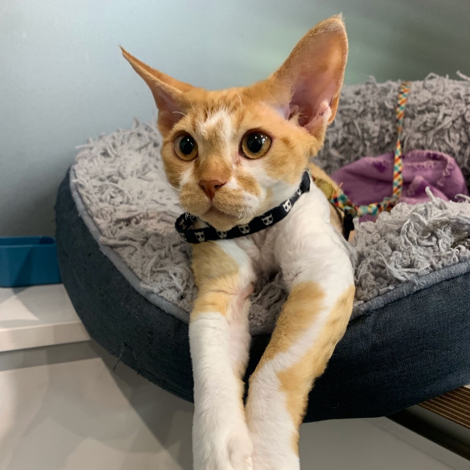 Pip