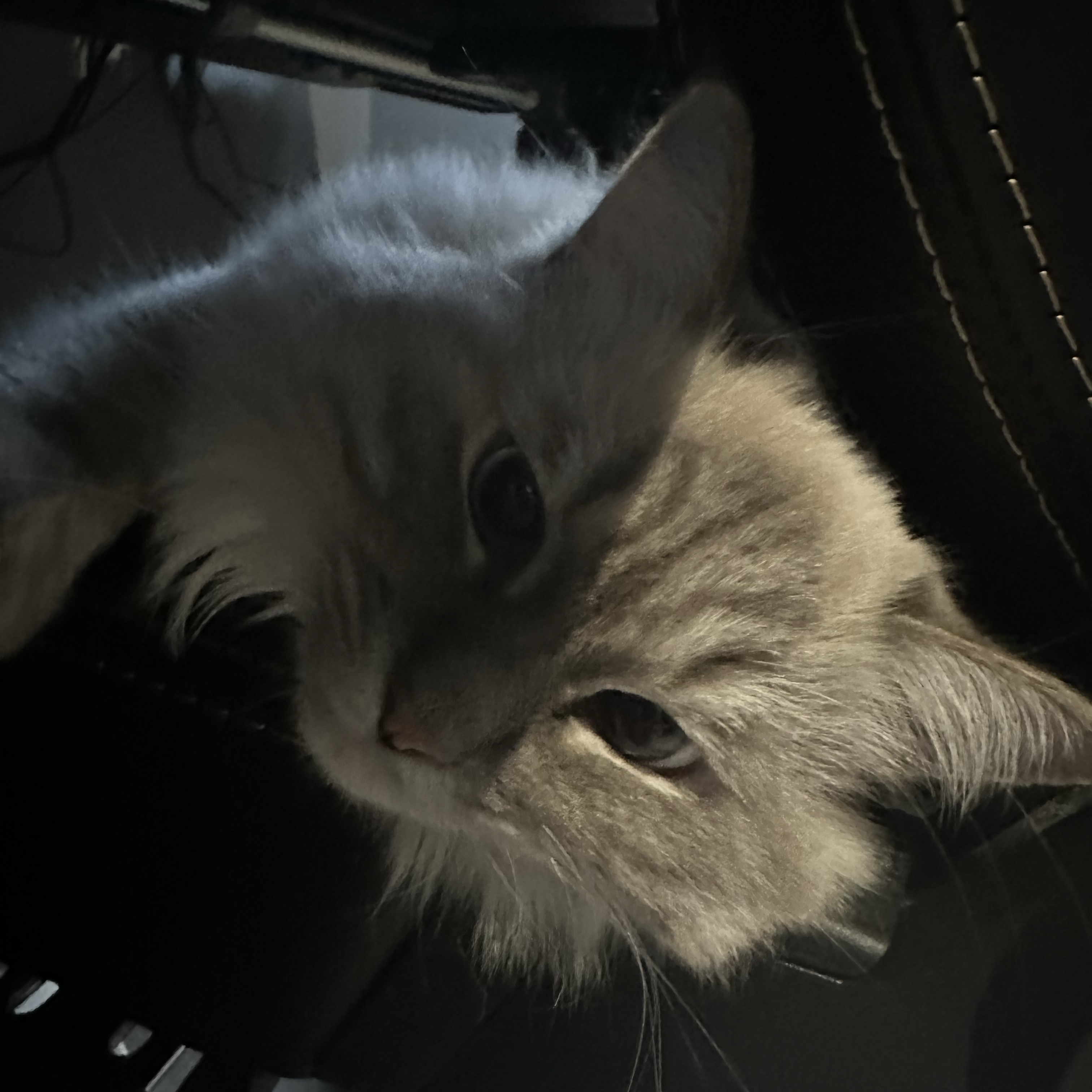 miso