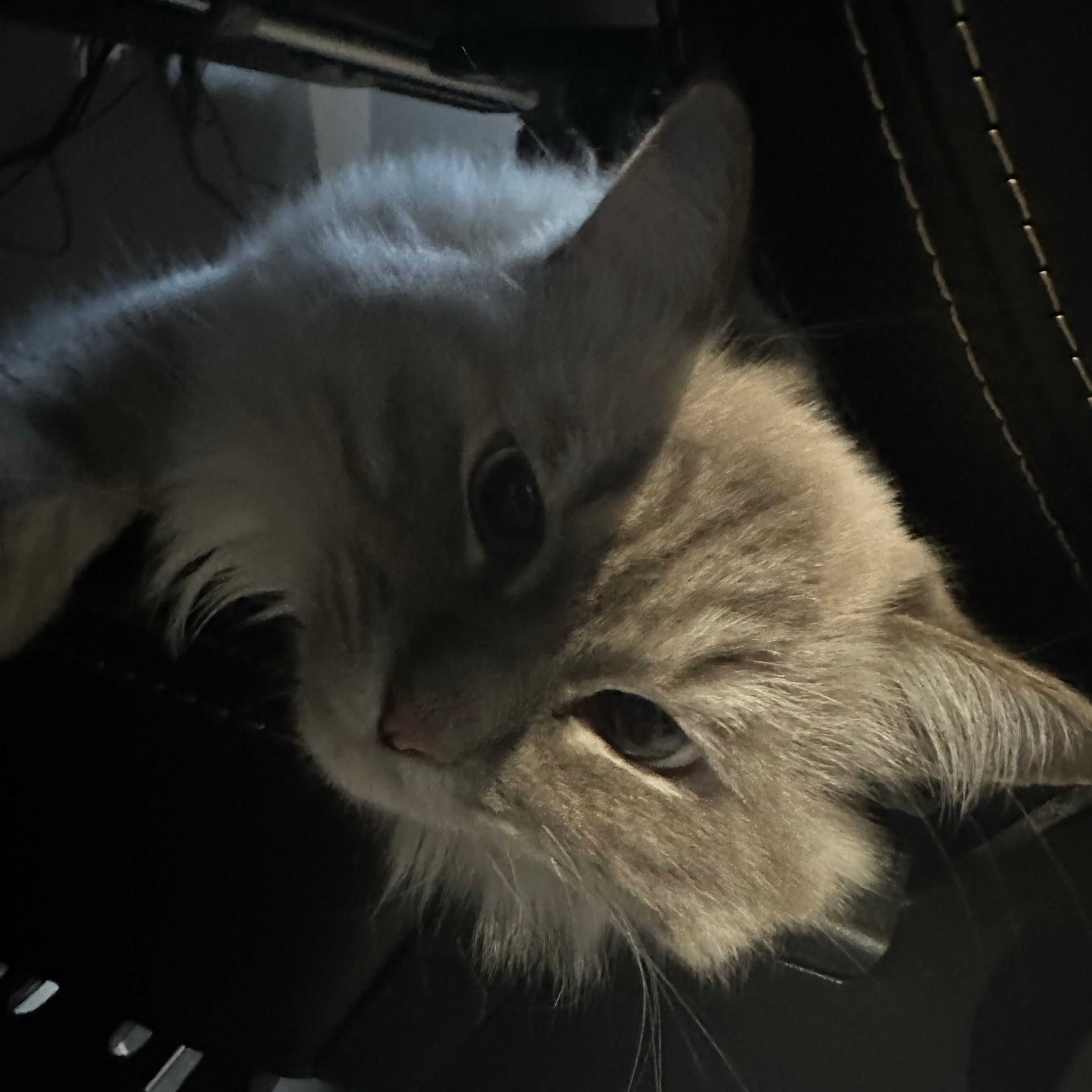 miso