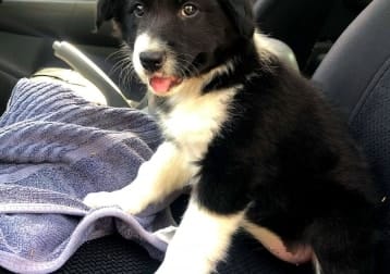 Freya