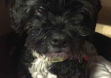 Lucy