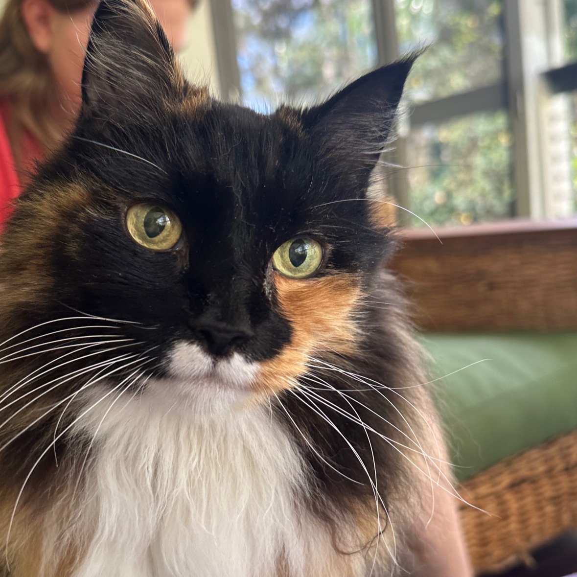 Delilah (crossed the Rainbow Bridge 16/2/2026)