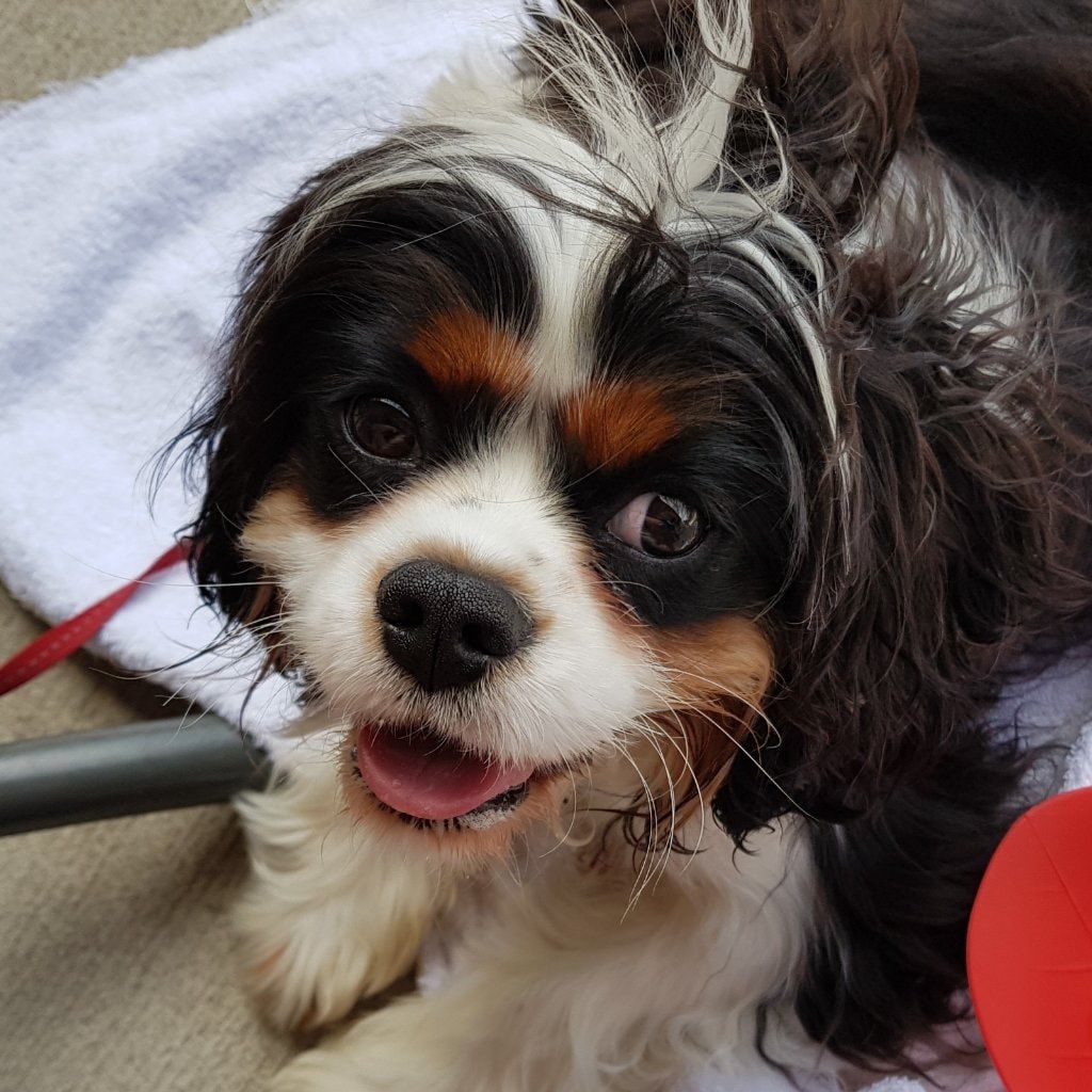 Hugo
