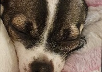 Marley