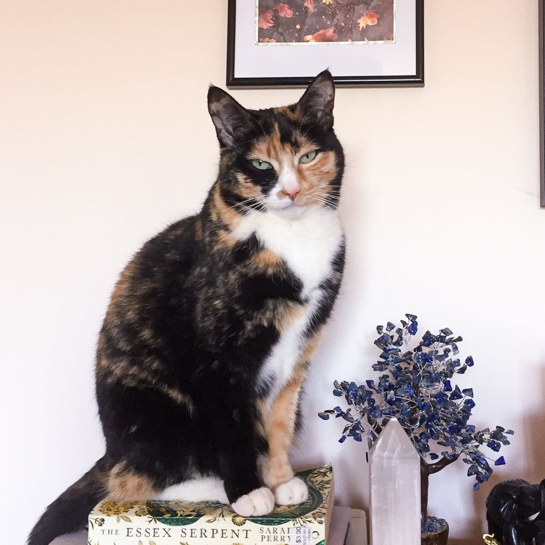Piper