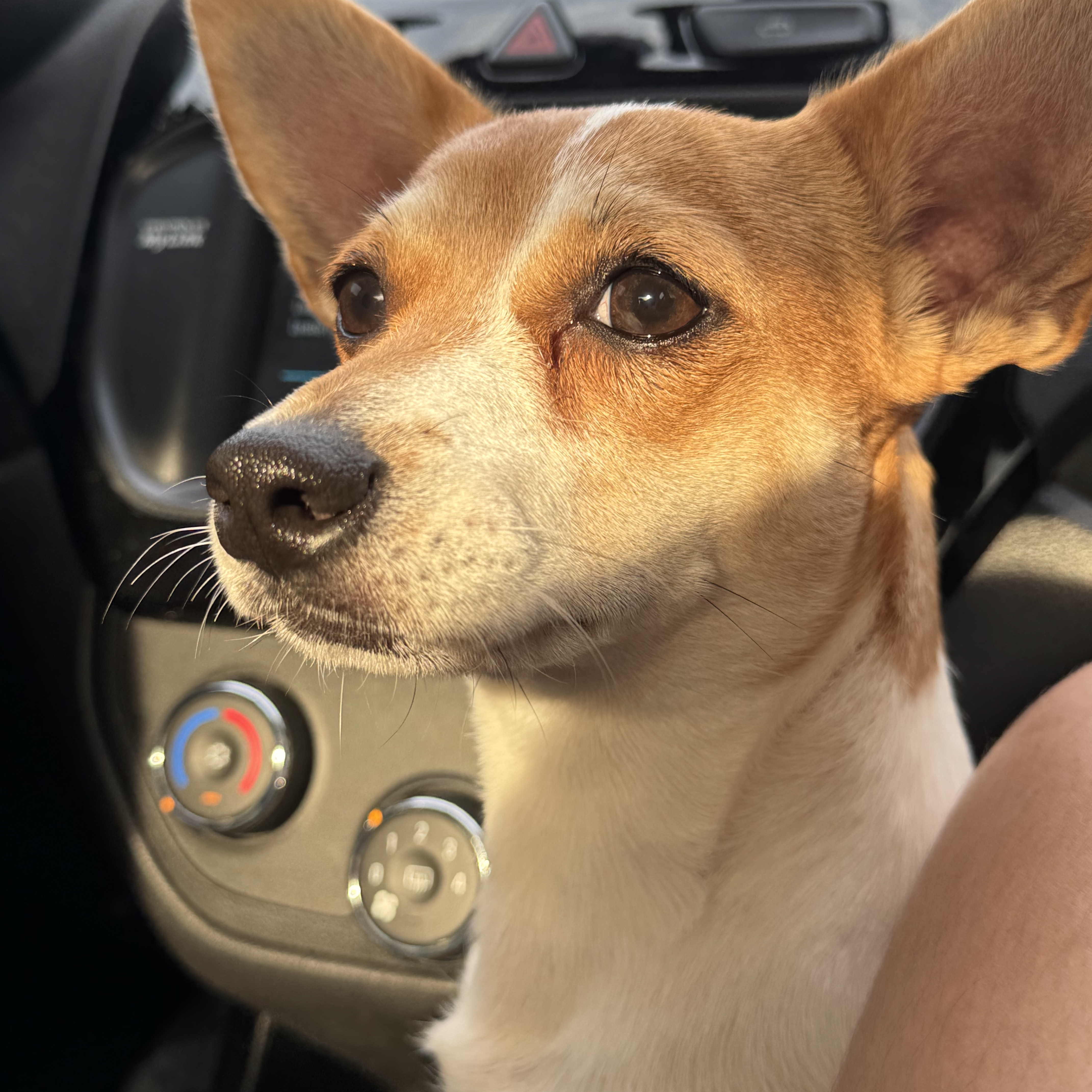 Bonnie Bennet