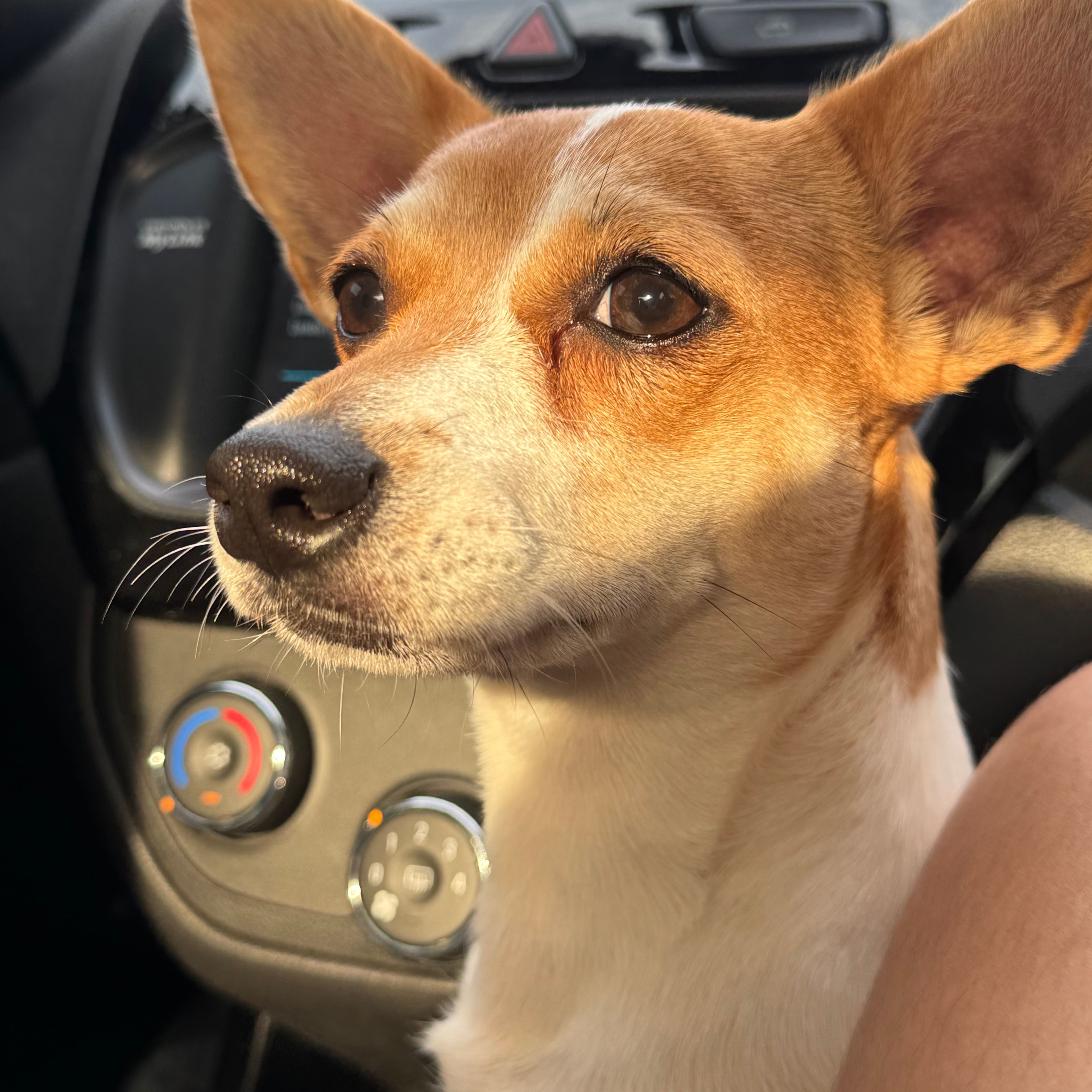 Bonnie Bennet