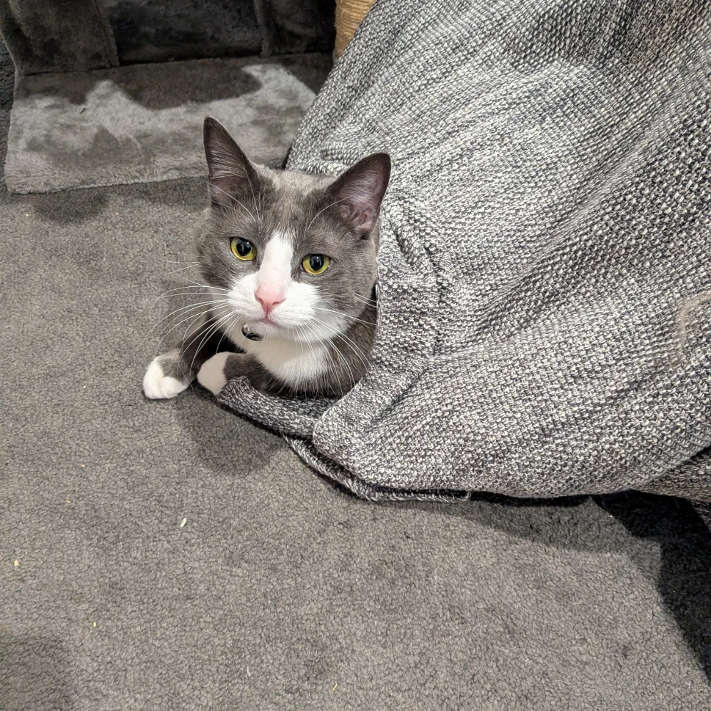 Chester